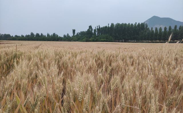 農(nóng)作物秸稈 農(nóng)作物秸稈