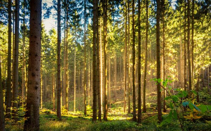 如果環(huán)境氣候破壞事件持續(xù)的增加，那么這些外部因素將導(dǎo)致對(duì)顆粒燃料的更高需求