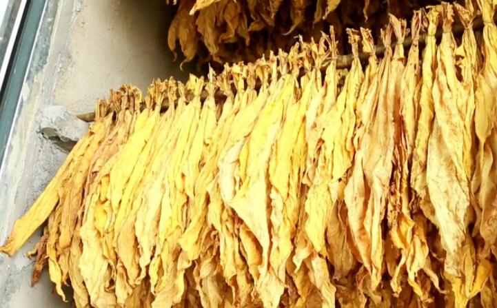 木屑顆粒燃料烘烤煙葉可以嗎？