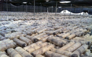 廢舊菌棒如何廢物利用？用鋸末顆粒機(jī)能增加收入