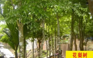 紅花梨下腳料千萬別再丟了，都是寶啊